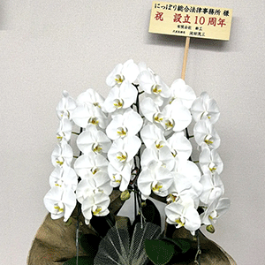 祝花2
