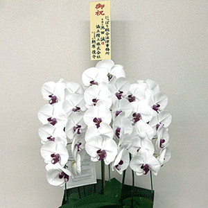 祝花3